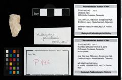 Foto (Objekt + Etikett) von Bullariscus patruliusi (Robins et al., 2013)  (NHMW-GEO-2014-0194-0146)